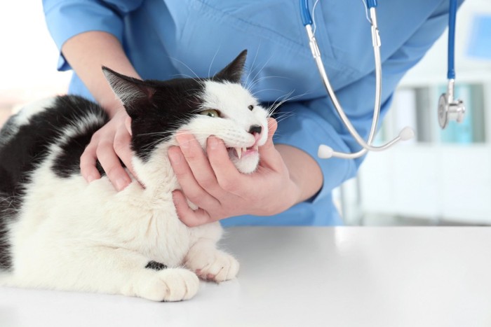 猫の口を診察する医者
