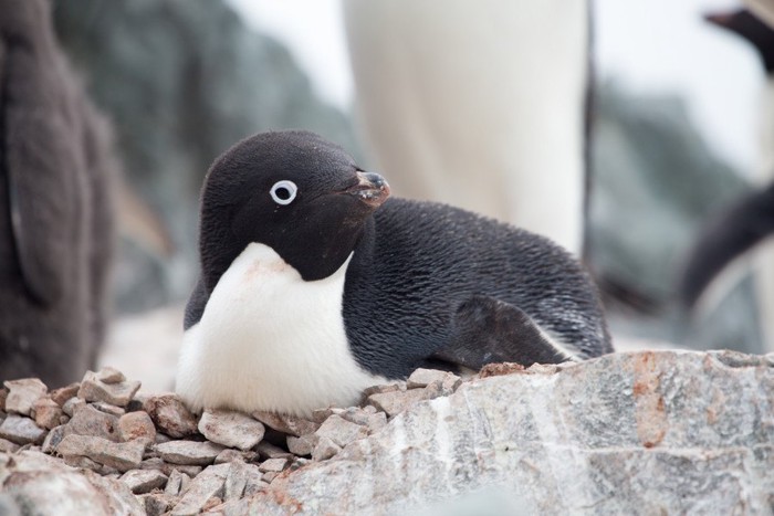 石の上で腹ばいになり、顔を横へ向けるアデリーペンギン