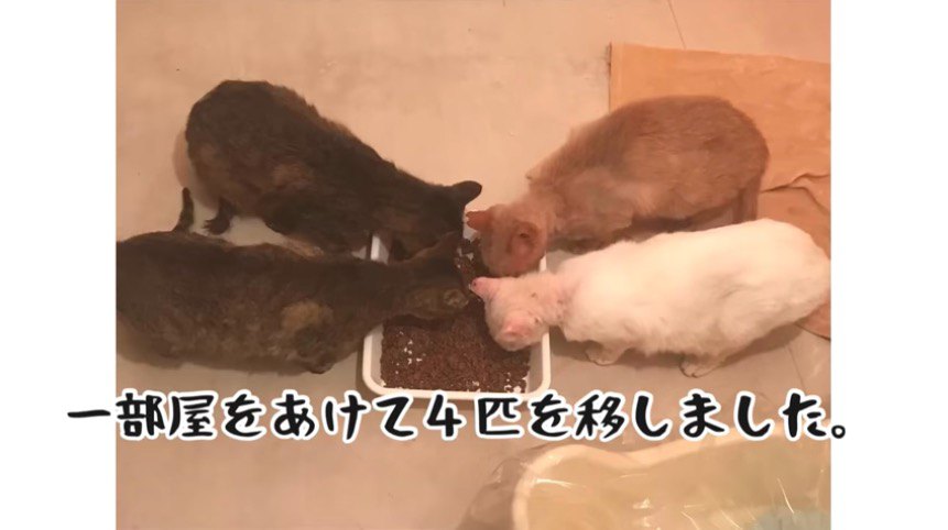 ご飯を食べる猫たち