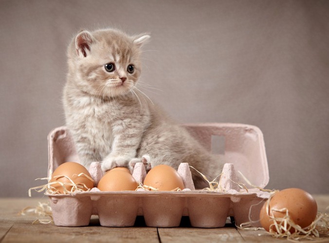 卵の上の子猫