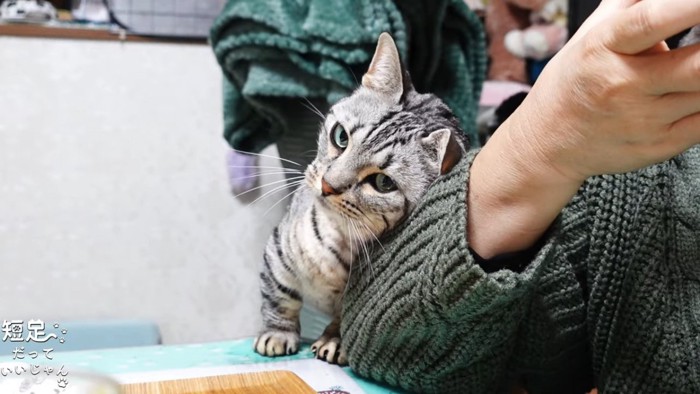 人の腕に顔を擦り付ける猫