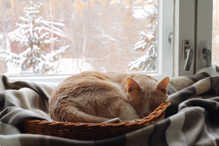 冬の時期に窓際で寝ている猫