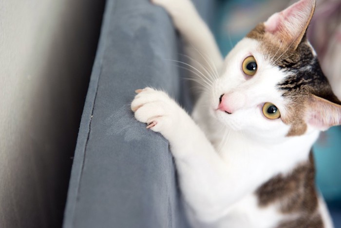 ソファーに爪を立てる猫