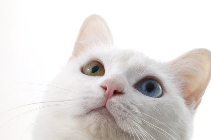上を見つめるオッドアイの白猫の顔アップ
