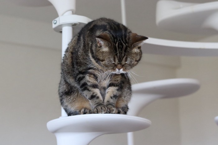 キャットタワーの上で落ち込む猫
