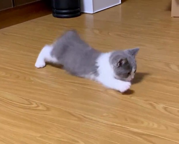 お腹を床につける子猫