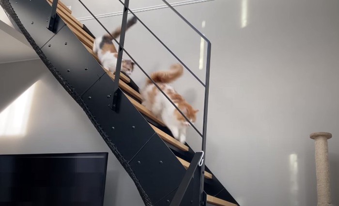 階段を駆け下りる2匹の猫