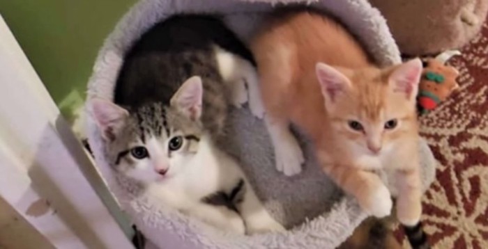 猫ベッドに2匹の子猫