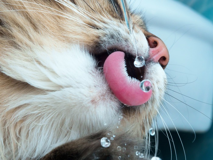 猫の口と水