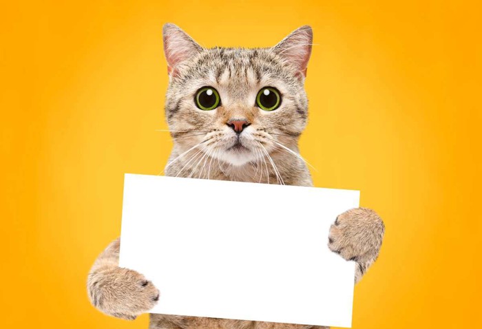 紙を持った猫