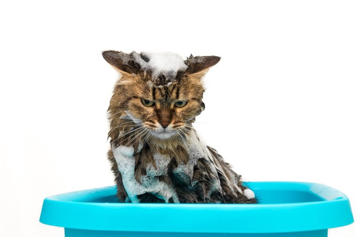 .洗面器でシャンプーする猫