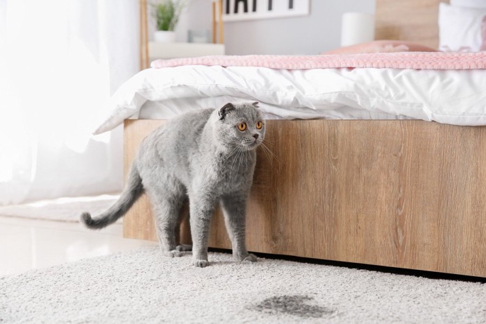 ベッドの前でおしっこをする猫