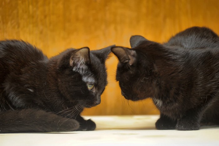 睨み合う2匹の黒猫