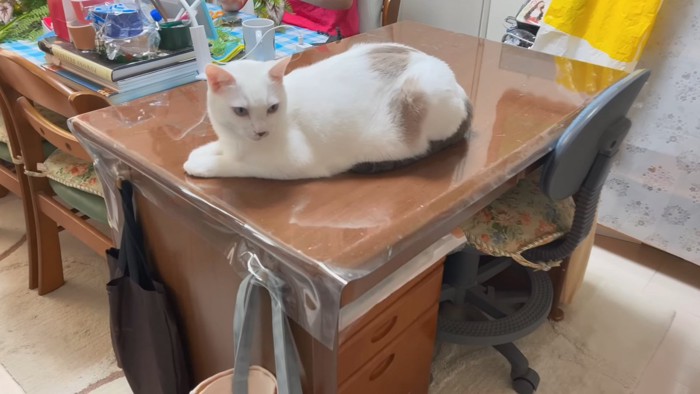 机の上に乗る猫