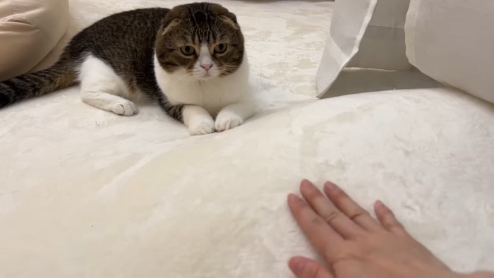 カーペットを触る人の手を見る猫