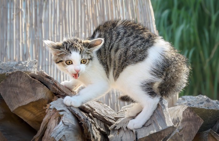 崩れそうな木材の上で威嚇する猫