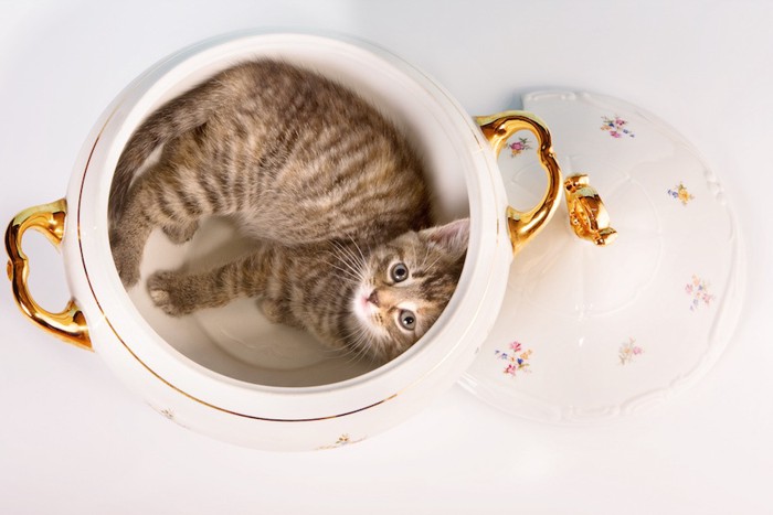 鍋の中でくつろぐ猫