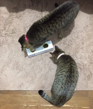 遊ぶ2匹の猫