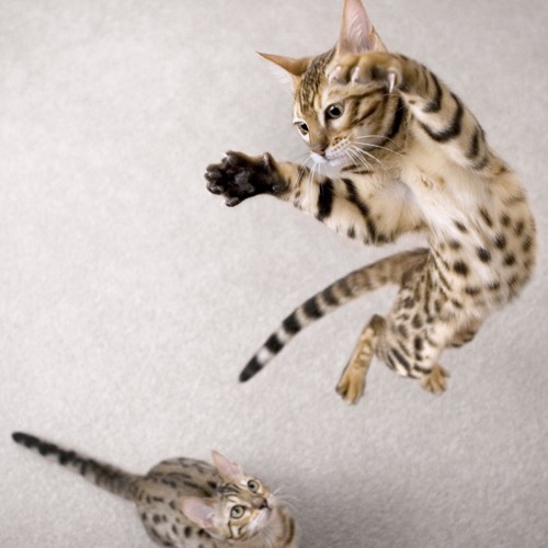 ジャンプするベンガル猫と見上げるベンガル猫