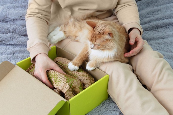 飼い主の膝の上で箱を覗き込む猫
