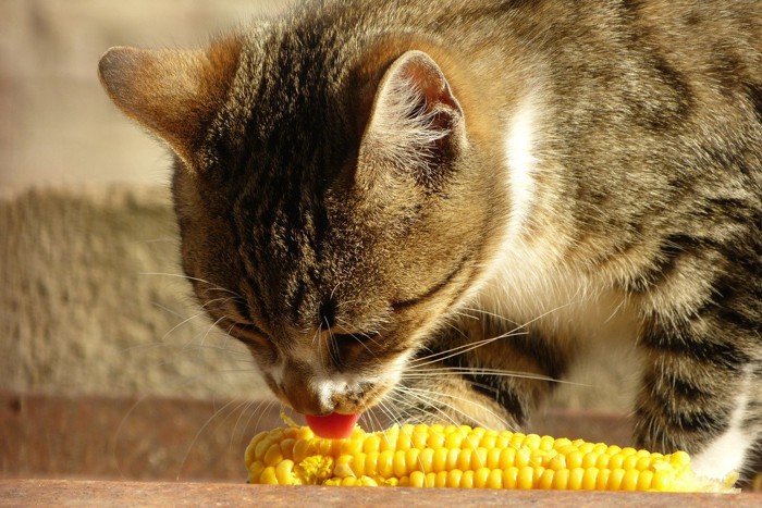 トウモロコシを舐める猫