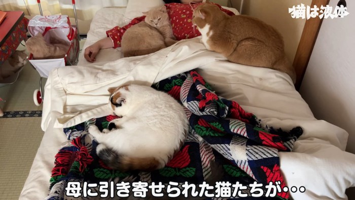 寝ている人の周りに集まる猫たち
