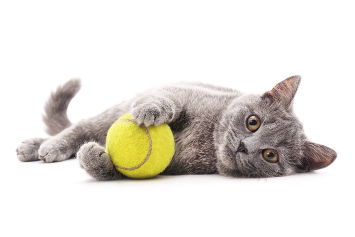 遊んで欲しそうにテニスボールを持ってこちらを見る子猫