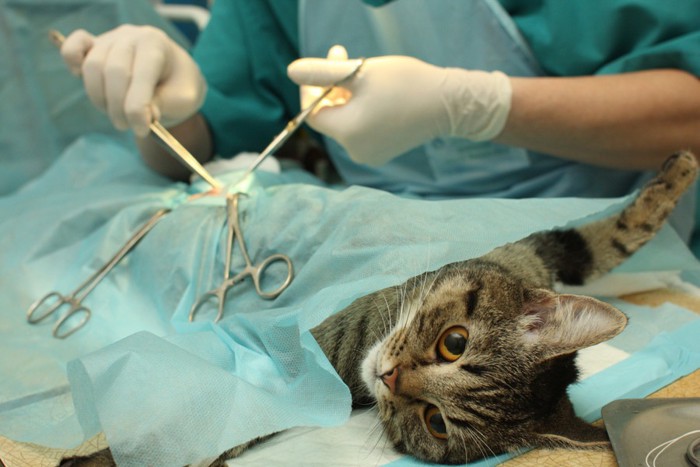 手術中の猫