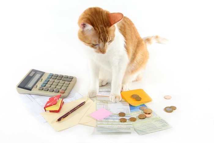 お金と電卓を見つめる子猫