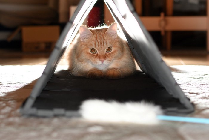 三角のトンネルにいる猫