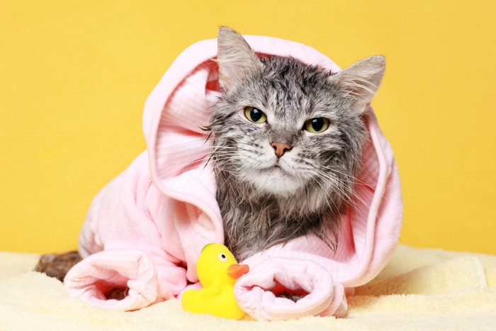 猫の入浴