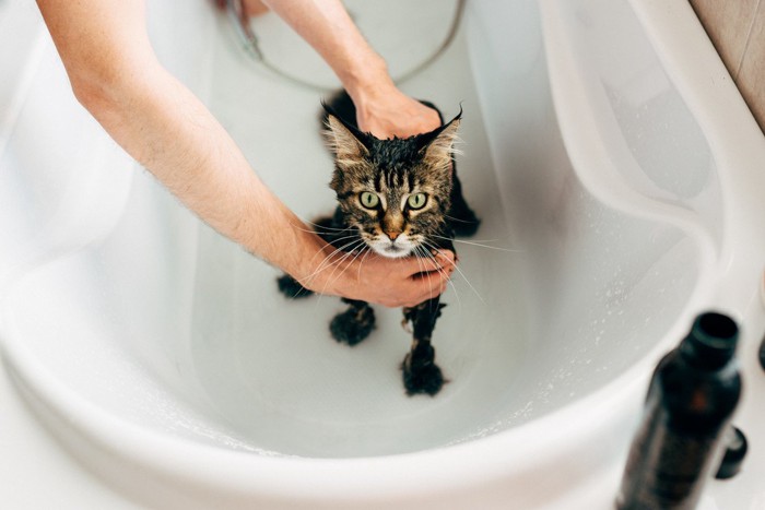 シャワーをかけられる猫