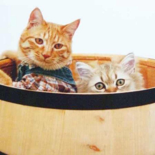 日本猫とチンチラ