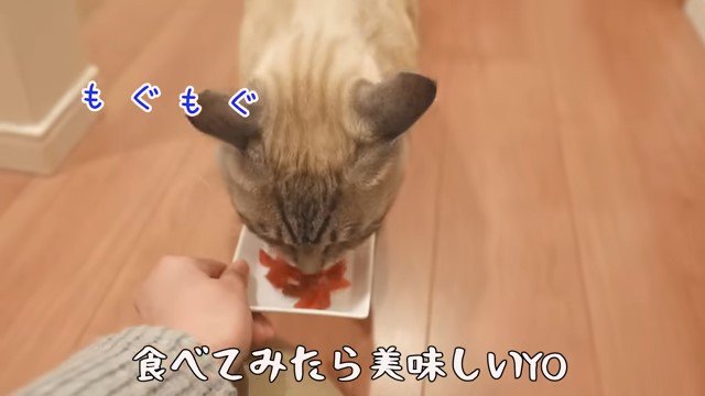 皿のマグロを食べる猫「もぐもぐ」の文字