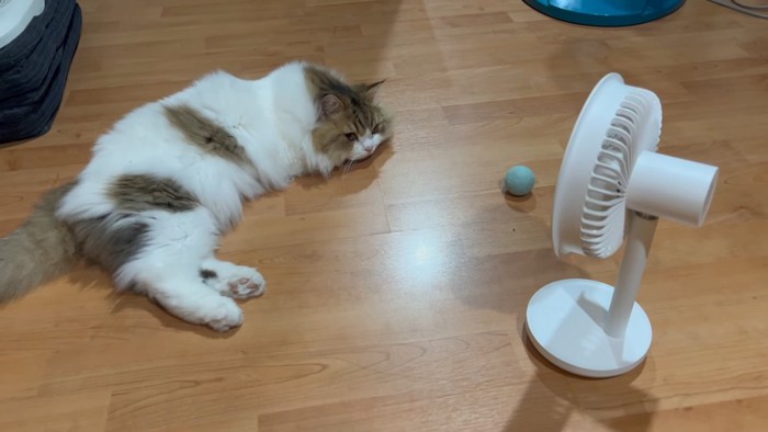 扇風機の前に寝そべる猫