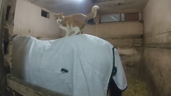 馬の背中に立ってカメラを見る猫