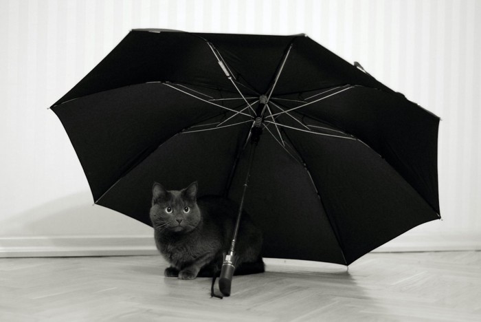 傘に入る猫