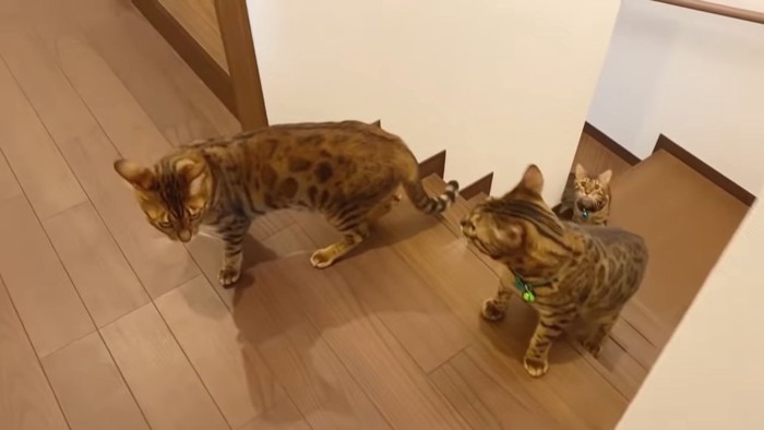 階段を上がってきた3匹の猫