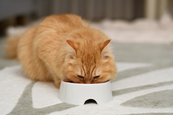 顔を食器につっこんで食べる猫