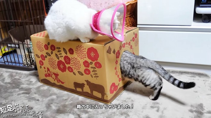 箱に中に入る猫