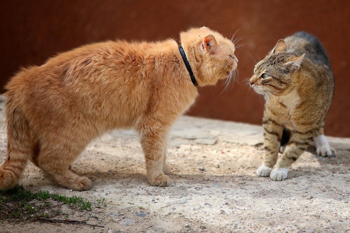 喧嘩が始まりそうな二匹の猫