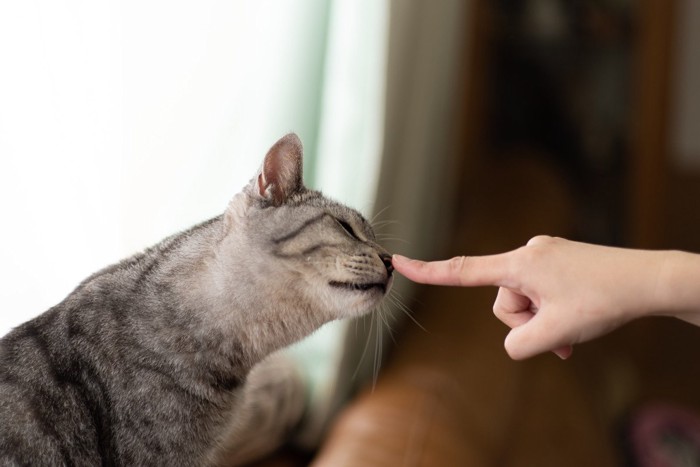 指に鼻チューする猫