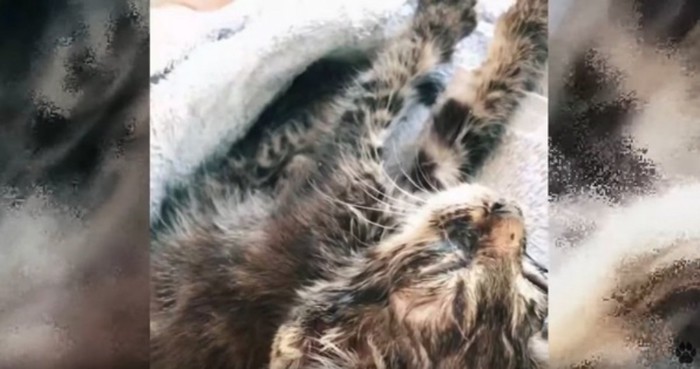 タオルの上で寝る子猫