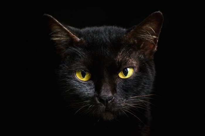 暗闇で光る悪魔のような黒猫の目