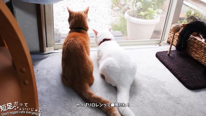 並ぶ茶色の猫と白猫
