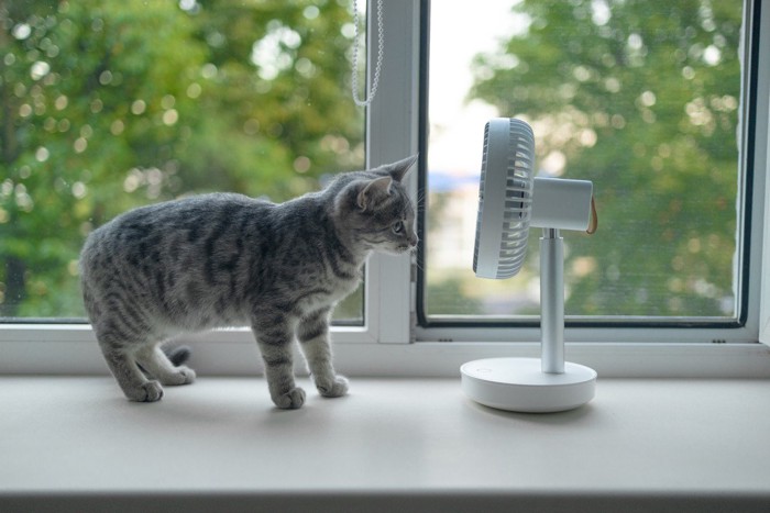 扇風機を怖がる猫