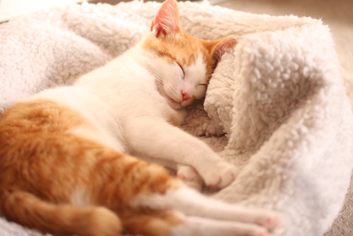 暖かい猫ベットで眠る猫