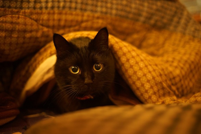 こたつ布団から顔を出す黒猫