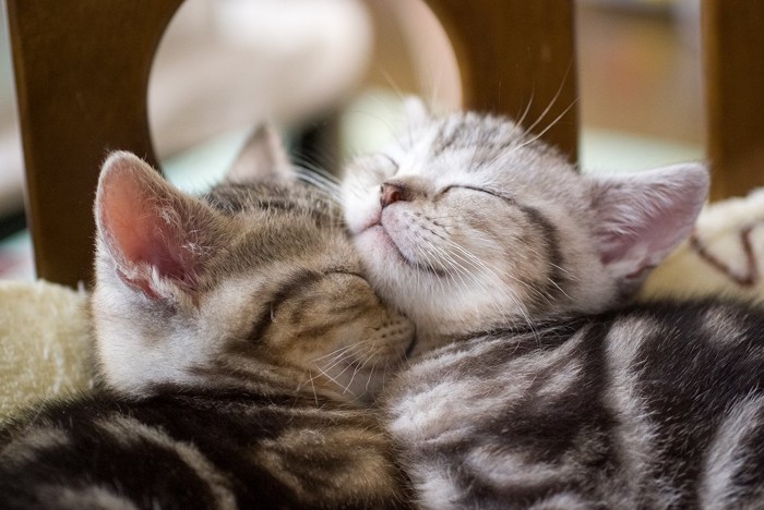 目を閉じている2匹の子猫