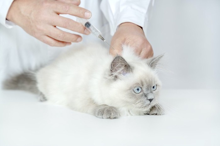 病院でワクチンの摂取をする子猫